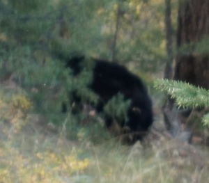 Black Bear at "The View"